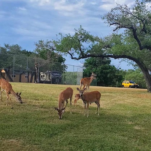 more deer in texas.jpg